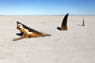 A great white shark on the salt flats in Utah