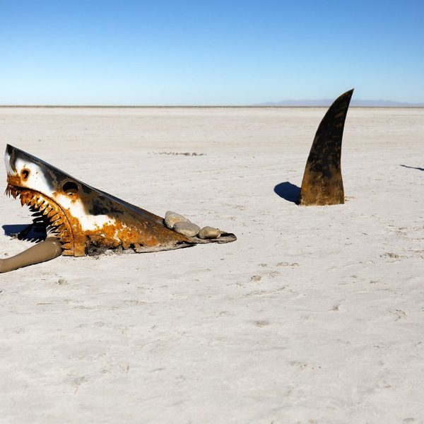 A great white shark on the salt flats in Utah