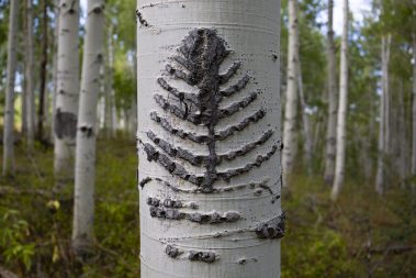 A pine tree carved into an aspen