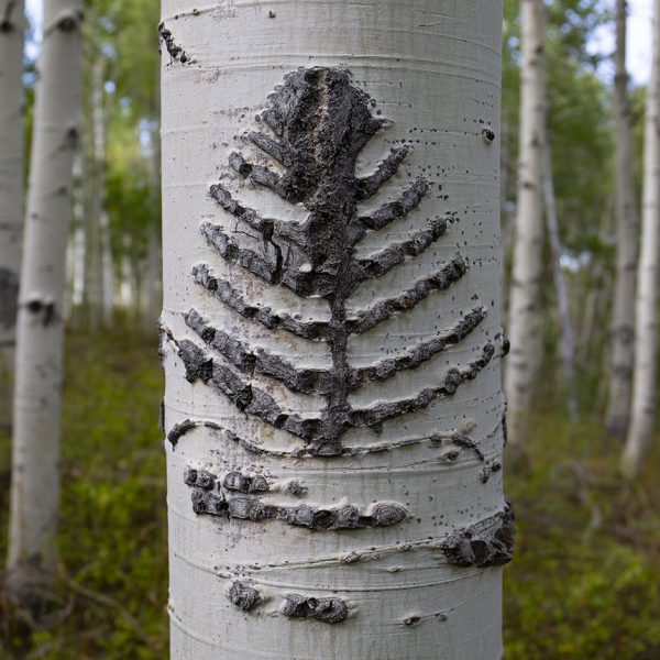 A pine tree carved into an aspen