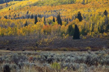Fall aspens and pine trees in the Uinta Mountain Range