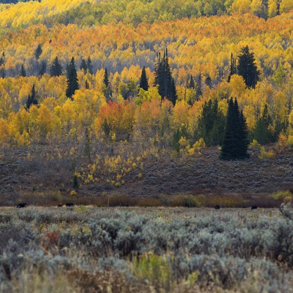Fall aspens and pine trees in the Uinta Mountain Range