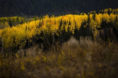 Fall aspens and pine trees in the Uinta Mountain Range