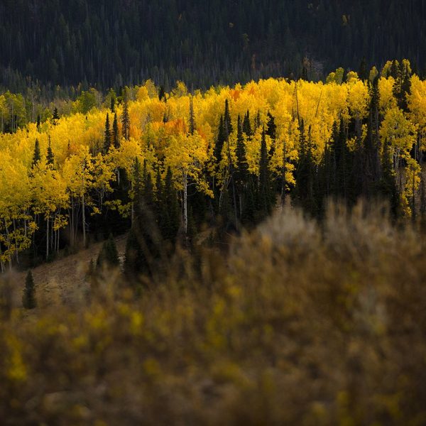 Fall aspens and pine trees in the Uinta Mountain Range