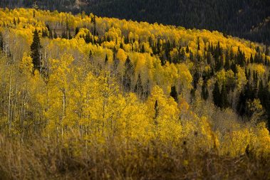 Fall aspens and pine trees in the Uinta Mountain Range