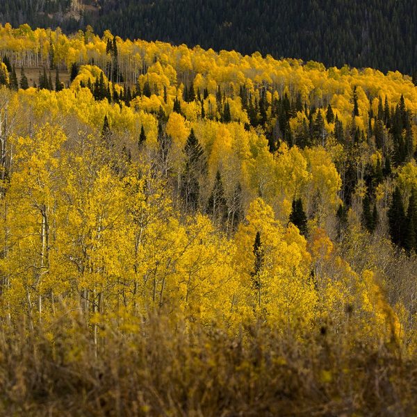 Fall aspens and pine trees in the Uinta Mountain Range