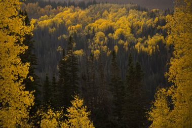 Fall aspens and pine trees in the Uinta Mountain Range