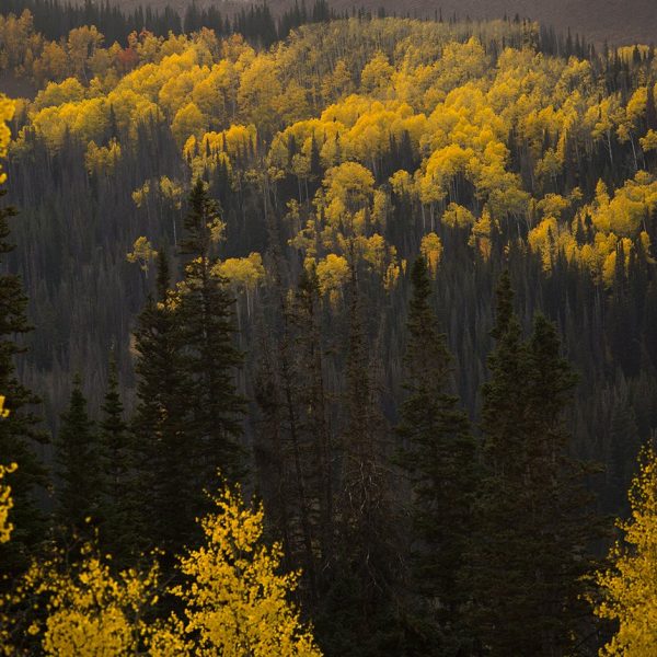 Fall aspens and pine trees in the Uinta Mountain Range