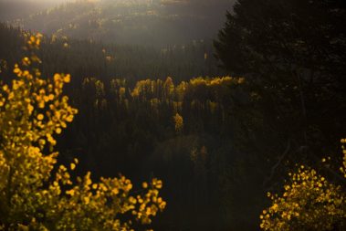 Fall aspens and pine trees in the Uinta Mountain Range