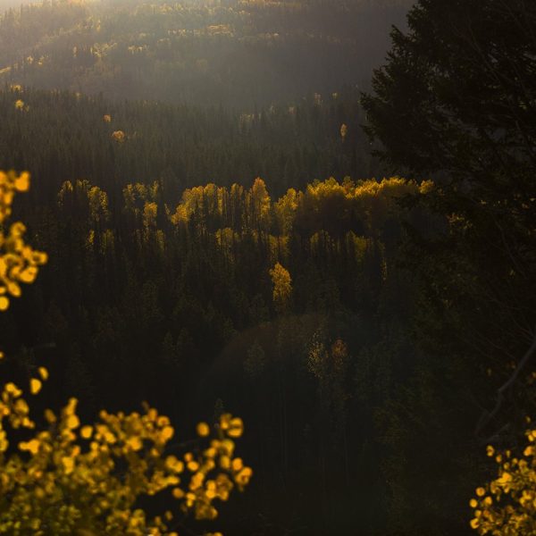 Fall aspens and pine trees in the Uinta Mountain Range