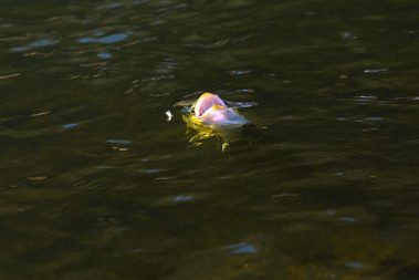 A rising trout on the Provo River. Fine art prints By Jeremy Allan.