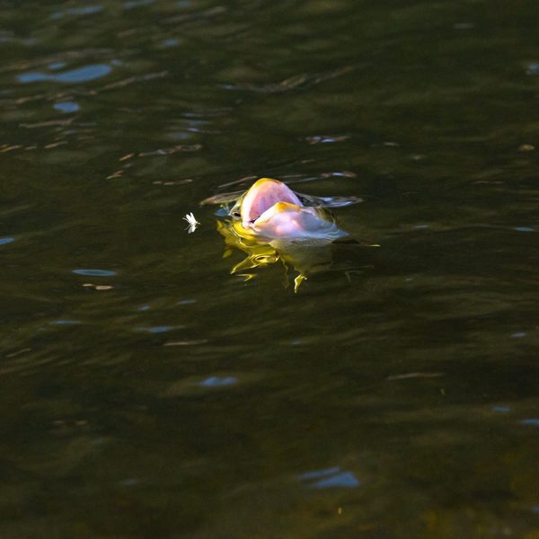 A rising trout on the Provo River. Fine art prints By Jeremy Allan.