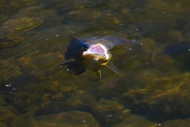 A rising trout on the Provo River. Fine art prints By Jeremy Allan.