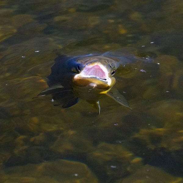 A rising trout on the Provo River. Fine art prints By Jeremy Allan.