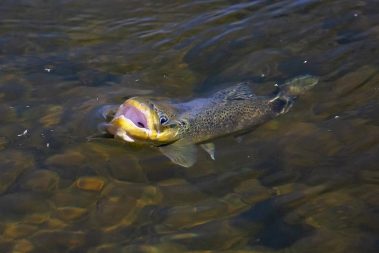 A rising trout on the Provo River. Fine art prints By Jeremy Allan.