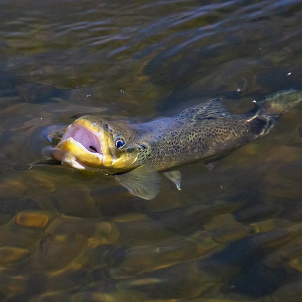 A rising trout on the Provo River. Fine art prints By Jeremy Allan.