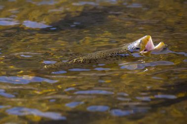 A rising trout on the Provo River. Fine art prints By Jeremy Allan.
