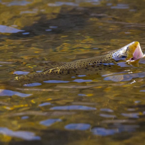 A rising trout on the Provo River. Fine art prints By Jeremy Allan.