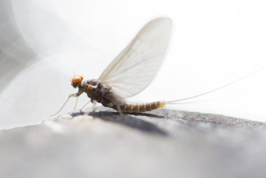 A Spring blue winged olive. Utah fly fishing photography by Jeremy Allan.
