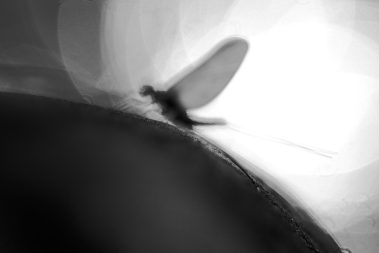 A Spring blue winged olive. Utah fly fishing photography by Jeremy Allan.