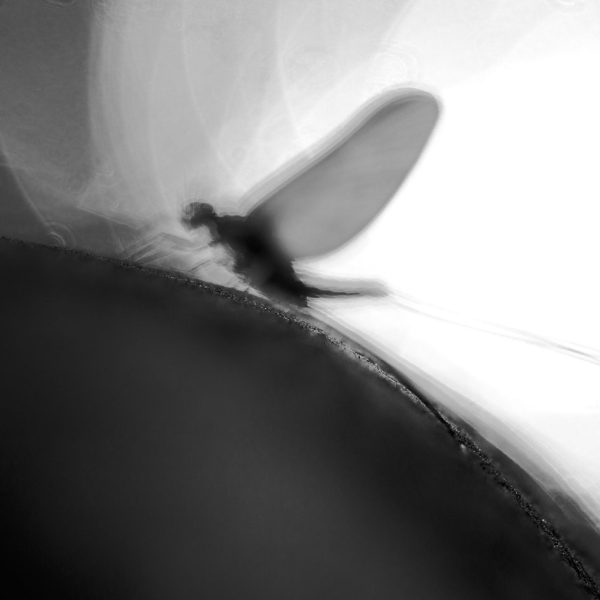 A Spring blue winged olive. Utah fly fishing photography by Jeremy Allan.