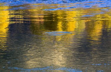 A rising trout on the Provo River. Fine art prints By Jeremy Allan.