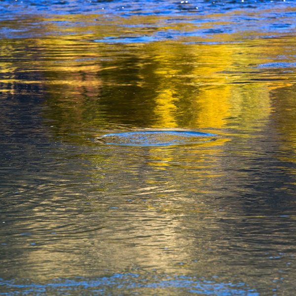 A rising trout on the Provo River. Fine art prints By Jeremy Allan.