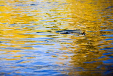 Fall reflections on the Provo River Utah. Utah Fly Fishing Photography By Jeremy Allan.