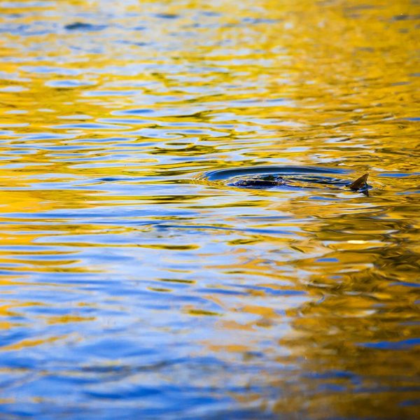 Fall reflections on the Provo River Utah. Utah Fly Fishing Photography By Jeremy Allan.
