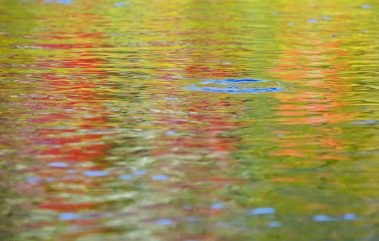 A rising trout on the Provo River. Fine art prints By Jeremy Allan.