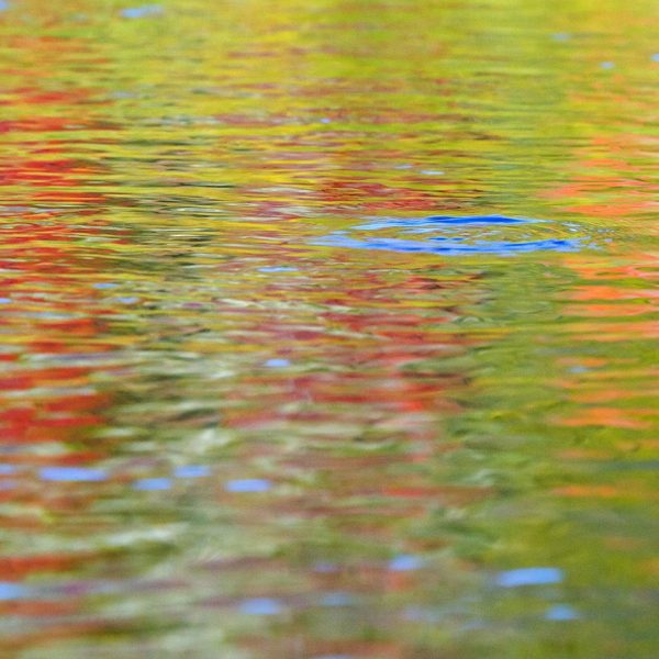 A rising trout on the Provo River. Fine art prints By Jeremy Allan.