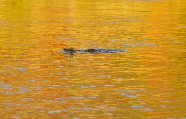 A rising trout on the Provo River. Fine art prints By Jeremy Allan.
