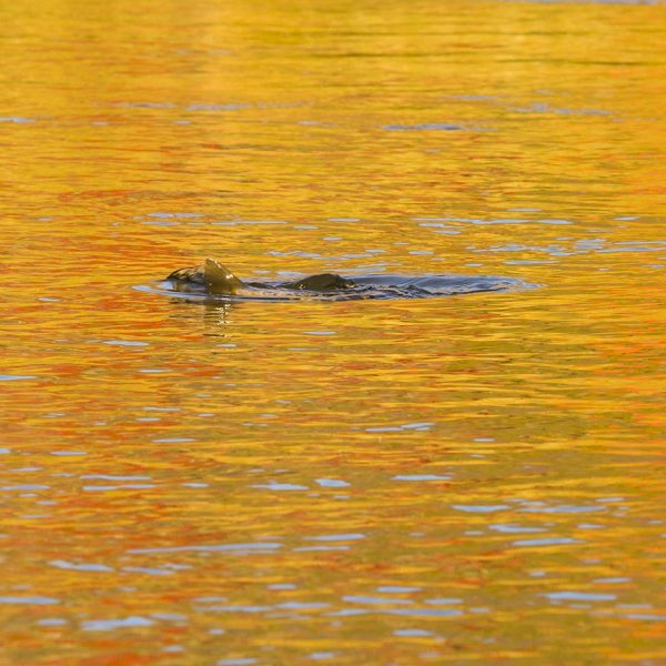 A rising trout on the Provo River. Fine art prints By Jeremy Allan.