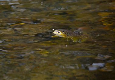 A rising trout on the Provo River. Fine art prints By Jeremy Allan.