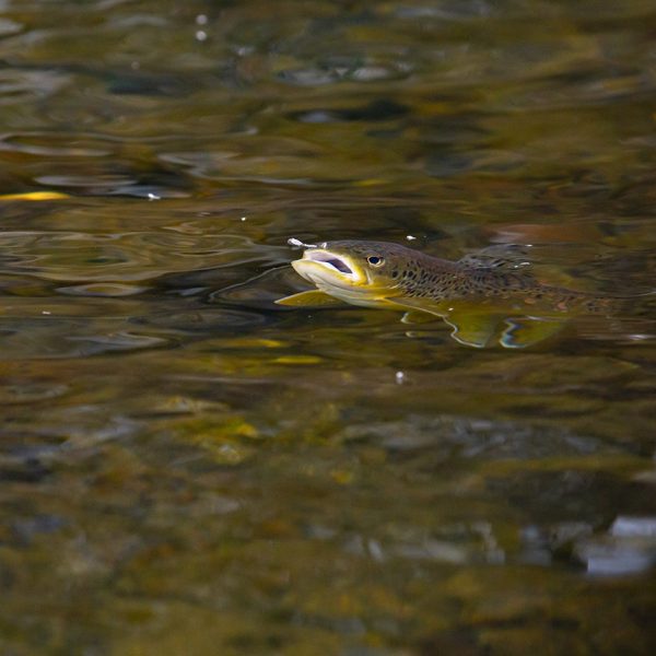 A rising trout on the Provo River. Fine art prints By Jeremy Allan.