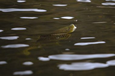A rising trout on the Provo River. Fine art prints By Jeremy Allan.
