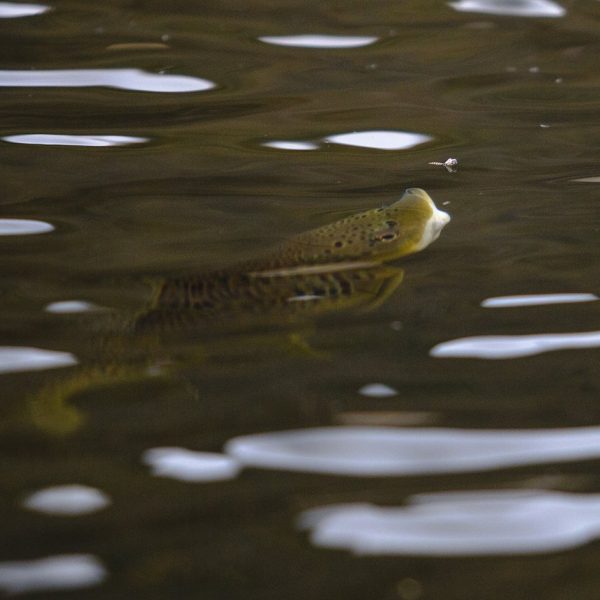 A rising trout on the Provo River. Fine art prints By Jeremy Allan.