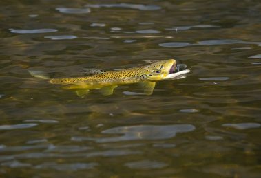 A rising trout on the Provo River. Fine art prints By Jeremy Allan.