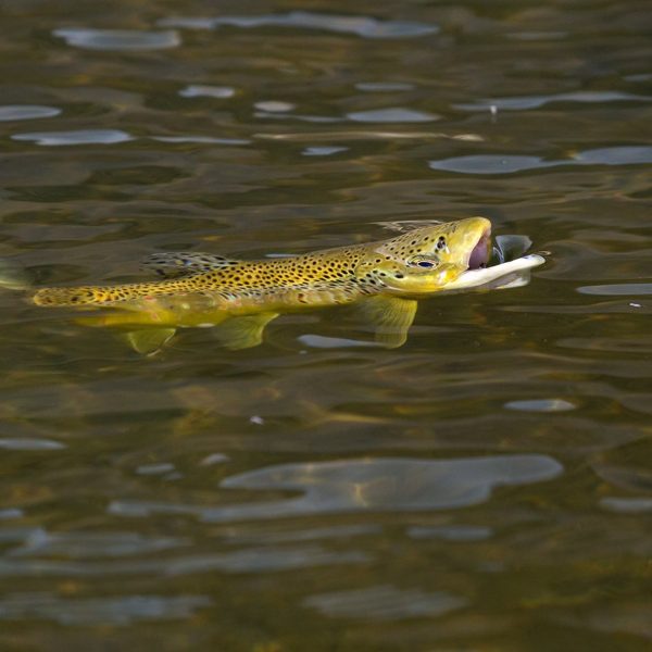 A rising trout on the Provo River. Fine art prints By Jeremy Allan.