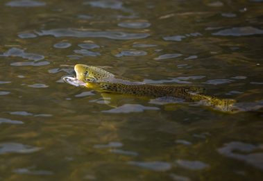 A rising trout on the Provo River. Fine art prints By Jeremy Allan.