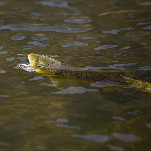 A rising trout on the Provo River. Fine art prints By Jeremy Allan.