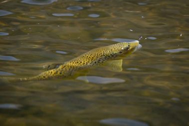 A rising trout on the Provo River. Fine art prints By Jeremy Allan.