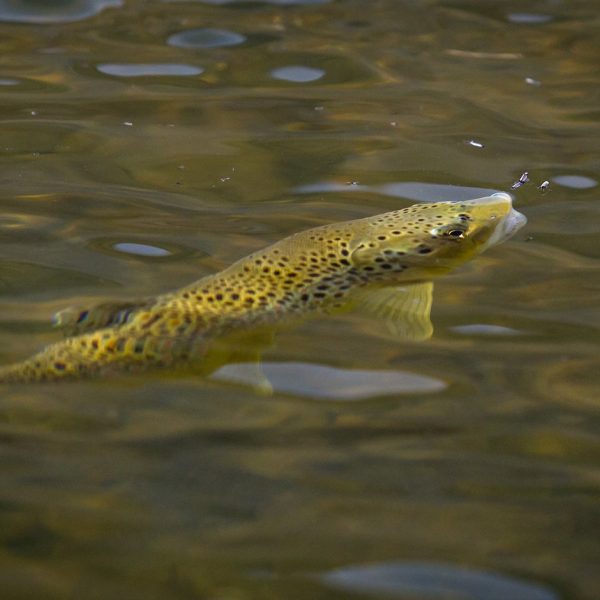 A rising trout on the Provo River. Fine art prints By Jeremy Allan.