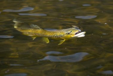 A rising trout on the Provo River. Fine art prints By Jeremy Allan.