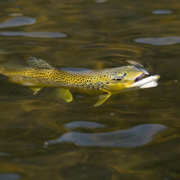 A rising trout on the Provo River. Fine art prints By Jeremy Allan.