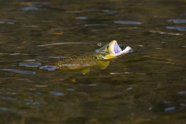 A rising trout on the Provo River. Fine art prints By Jeremy Allan.