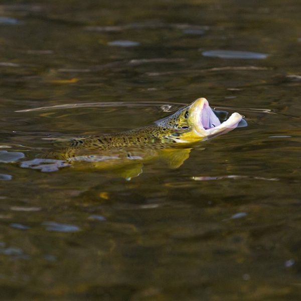 A rising trout on the Provo River. Fine art prints By Jeremy Allan.