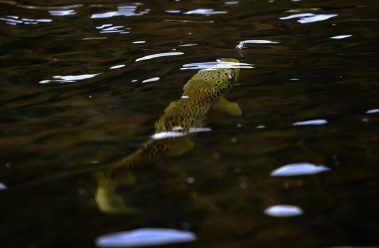 A rising brown trout on the Provo River. Utah Fly Fishing Photography By Jeremy Allan.
