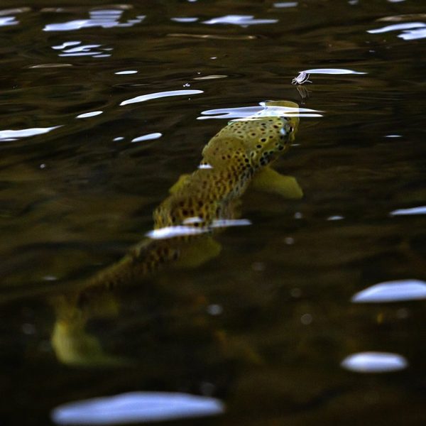 A rising brown trout on the Provo River. Utah Fly Fishing Photography By Jeremy Allan.
