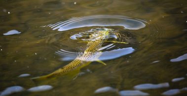 A rising trout on the Provo River. Fine art prints By Jeremy Allan.